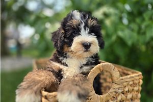 Vick - Bernedoodle, Mini for sale