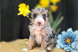 Paloma - Mini Bernedoodle for sale