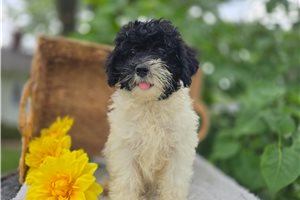 Stormie - Bernedoodle, Mini for sale