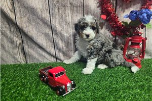 Saint - puppy for sale