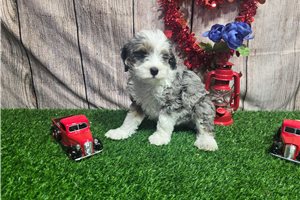 Sabrina - puppy for sale