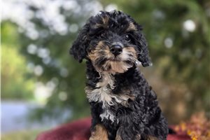 Kiara - puppy for sale