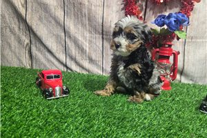 Sabine - puppy for sale
