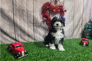 Sally - Bernedoodle, Mini for sale