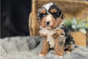 Nell - puppy for sale