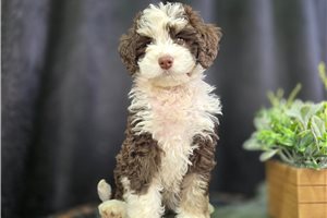 Oreo - Bernedoodle, Mini for sale