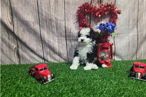 Saffron - Bernedoodle, Mini for sale