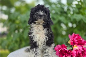 Stella - Bernedoodle, Mini for sale