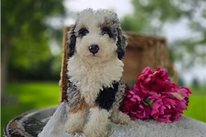 Zelda - Bernedoodle, Mini for sale