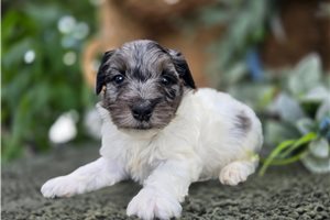 Gregor - Bernedoodle, Mini for sale