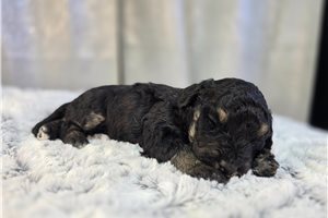 Odessa - puppy for sale