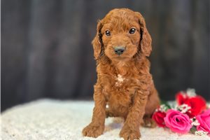 Colt - Goldendoodle, Mini for sale