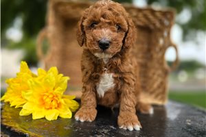 Denzel - Goldendoodle, Mini for sale