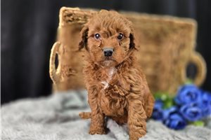 Mayweather - Goldendoodle, Mini for sale