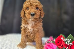 Cooper - Goldendoodle, Mini for sale