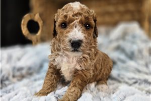 Marlin - Goldendoodle, Mini for sale