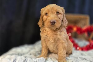 Pongo - puppy for sale