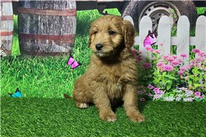 Scooter - Mini Goldendoodle for sale