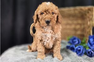 Mayhew - Goldendoodle, Mini for sale