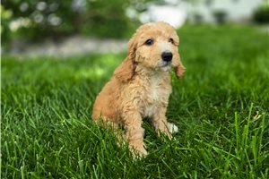 Patton - puppy for sale
