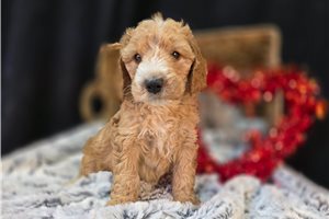 Percy - Goldendoodle, Mini for sale