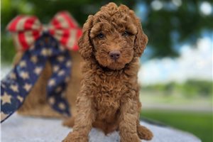 Vaughn - Goldendoodle, Mini for sale