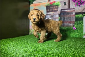 Scamp - Goldendoodle, Mini for sale