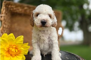 Deputy - Goldendoodle, Mini for sale