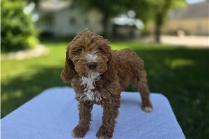Poppie - puppy for sale