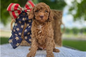 Valor - puppy for sale