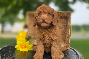 Victoria - Goldendoodle, Mini for sale