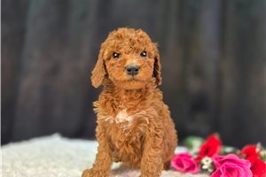 Chantilly - Goldendoodle, Mini for sale