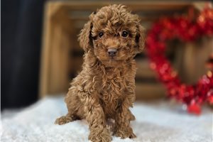 Cara - Goldendoodle, Mini for sale