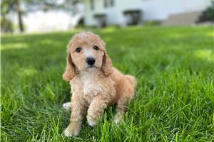 Puck - puppy for sale
