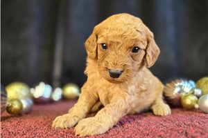 Captain - Goldendoodle, Mini for sale