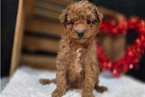 Calista - Goldendoodle, Mini for sale