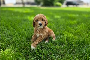 Paulette - puppy for sale
