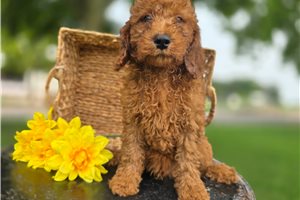 Valentino - Goldendoodle, Mini for sale