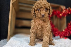 Cadey - Goldendoodle, Mini for sale