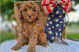 Victoria - puppy for sale