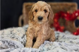 Pumpkin - puppy for sale