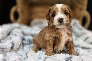 Mavis - Goldendoodle, Mini for sale