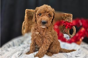 Peaches - puppy for sale