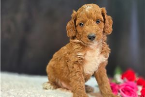 Coleman - Goldendoodle, Mini for sale