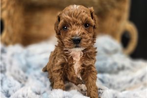 Molly - Goldendoodle, Mini for sale