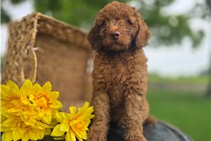 Vaughn - Goldendoodle, Mini for sale