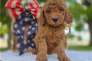Valentino - puppy for sale