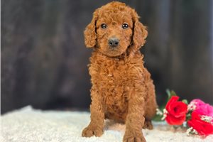 Charity - Goldendoodle, Mini for sale