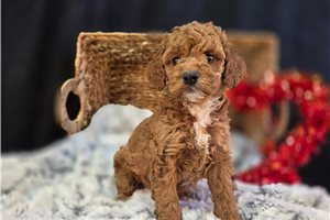 Polly - puppy for sale