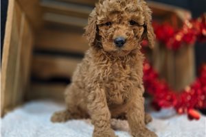 Carlito - Goldendoodle, Mini for sale